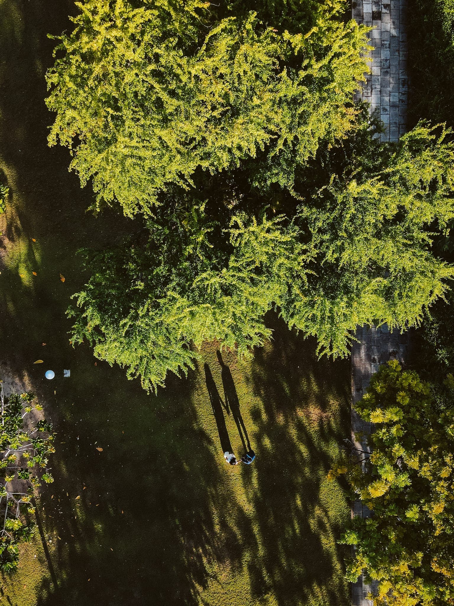 Aerial view of sunlit tree canopy over path